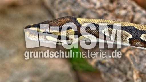 Königspython (7).jpg